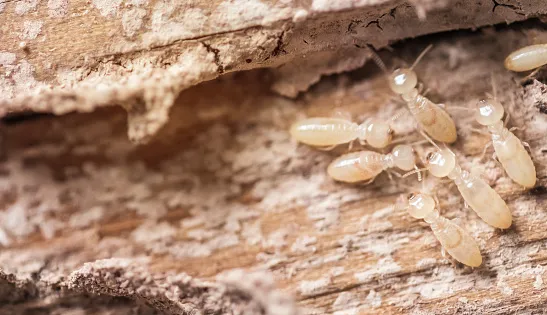 نصائح لرصد النمل الأبيض
