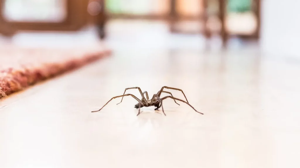 مكافحة الحشرات والقوارض بالكويت 6 طرق سهلة للتخلص من الحشرات المنزلية الشائعة