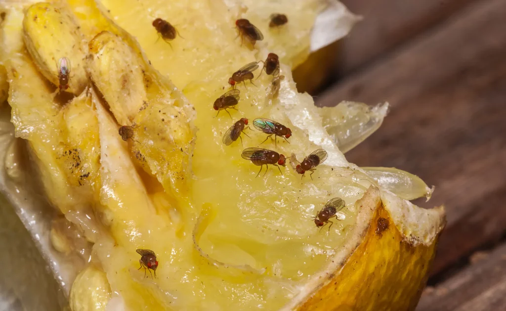 كيفية التخلص من ذباب الفاكهة في منزلك
