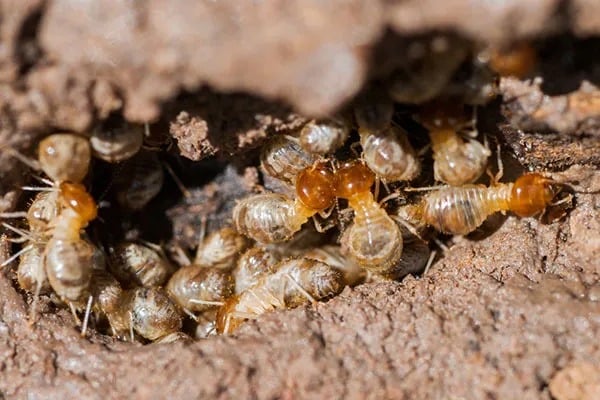 مكافحة النمل فى الكويت
